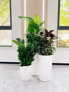 宁波杭州湾花木租赁公司